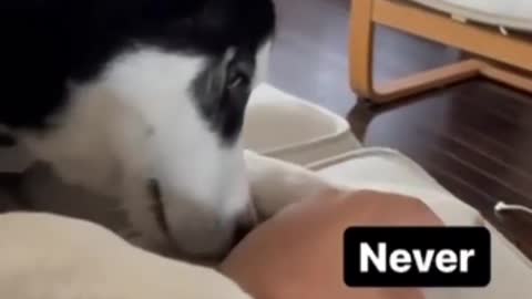 Dog say no😮😮😱😱