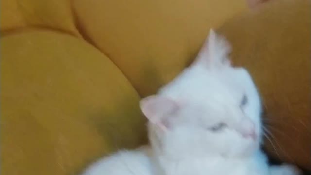 Gato assistindo TV