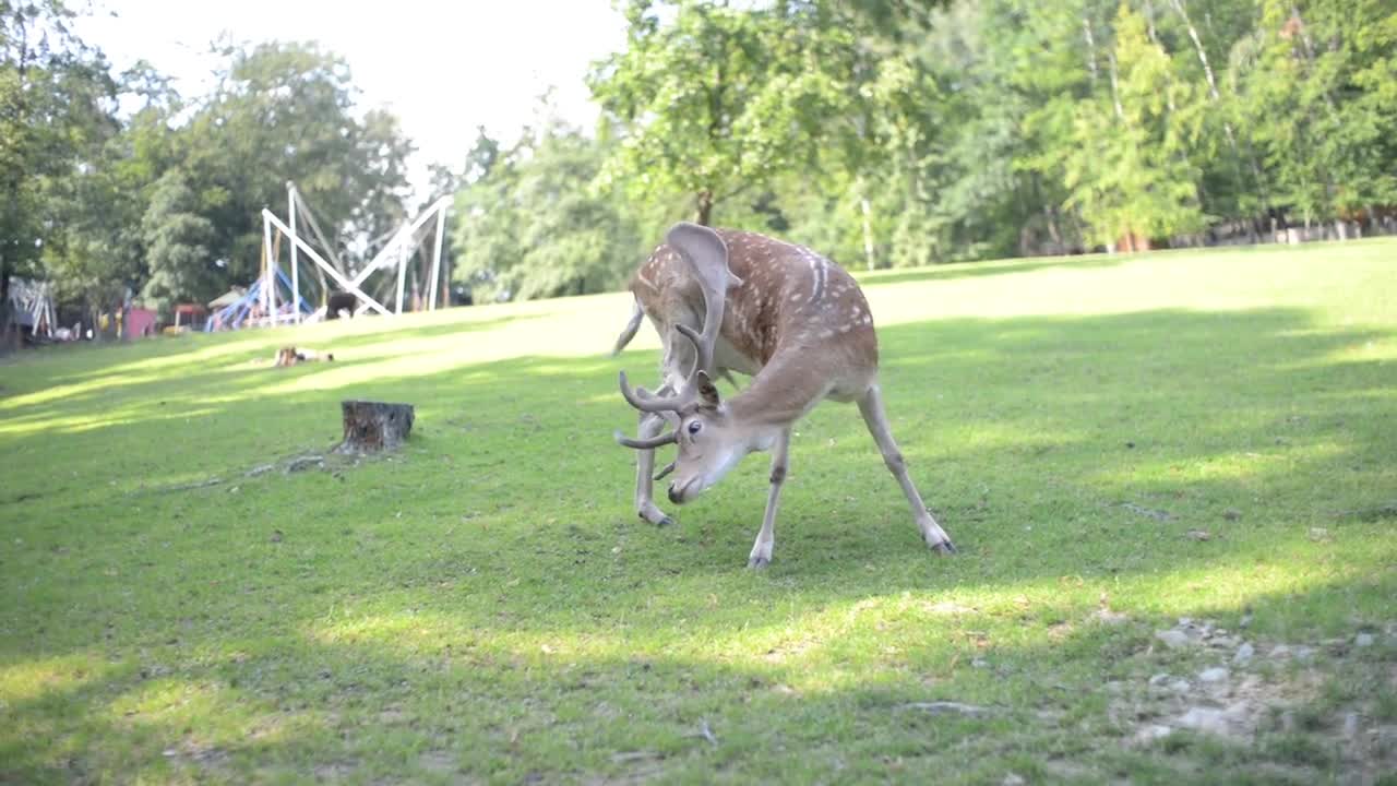 A Herd Of Dappled Deer at the Zoo