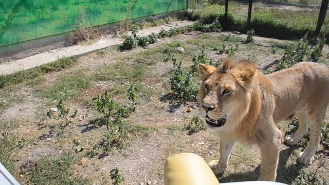 Lion Climbs over and Licks Tourists