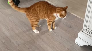 Sound of Carpet Scraping Creeps Out Kitty
