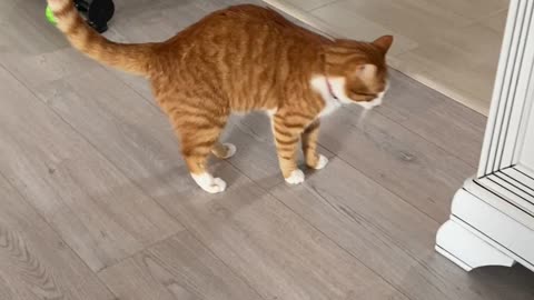 Sound of Carpet Scraping Creeps Out Kitty