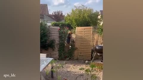 Funny Animals