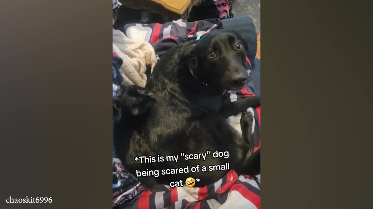 VIDEOS OF FUNNY DOGS AND CATS 2024