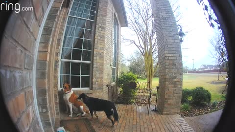 Dogs learn to use Doorbell