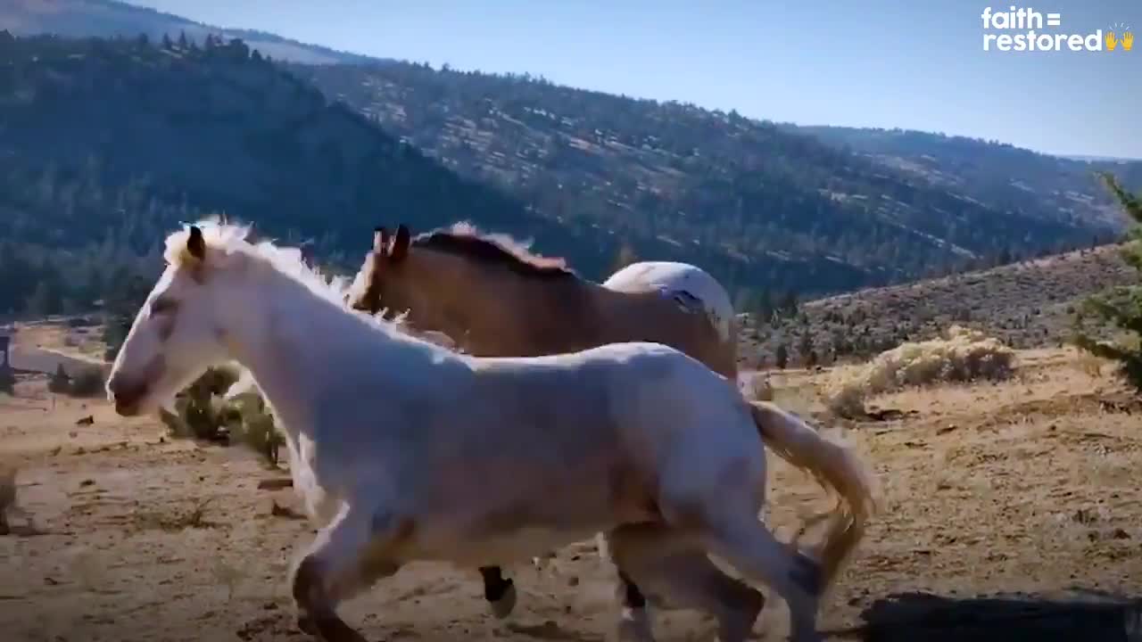 Wild horse sprints to his girlfriend after 2 years apart