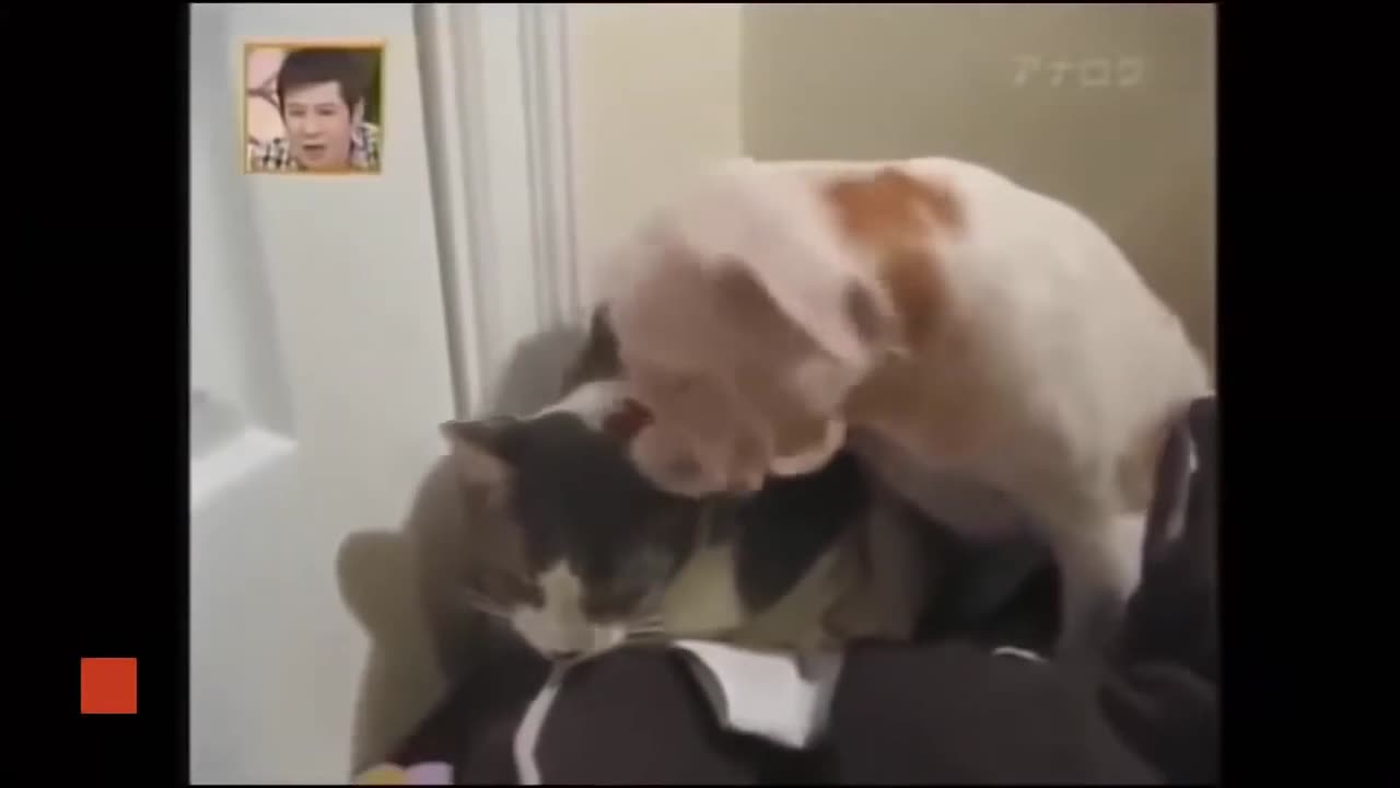 The Ultimate Compilation of Cats Attacking