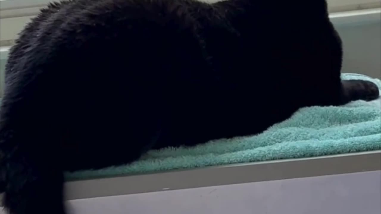 Adopting a Cat from a Shelter Vlog - Cute Precious Piper Expresses Her Opinion With Her Tail #shorts