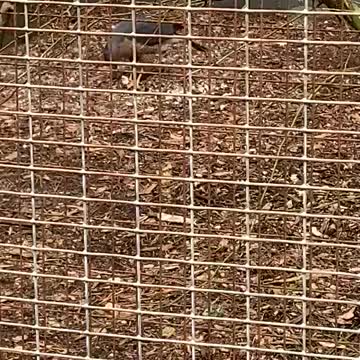 RESCUED FALCON CHOWING DOWN
