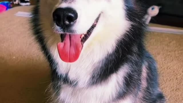 Cute husky