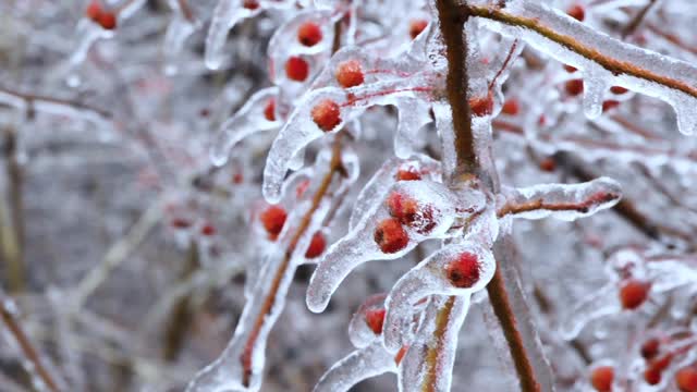 Frozen fruit