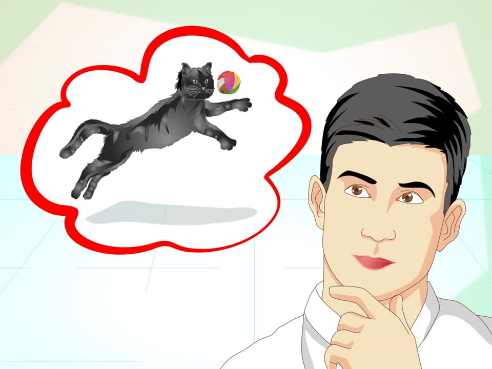 Train your cat even if they're old or stubborn!