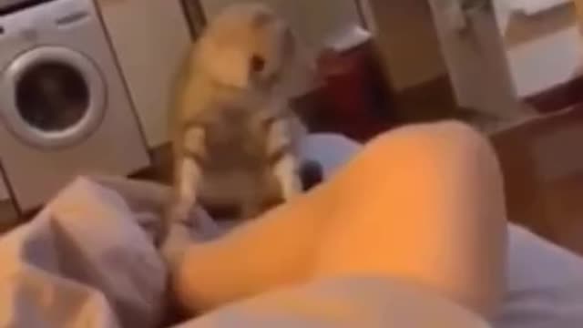 Try Not To Laugh | Animals never fail Super funny animal compilation.