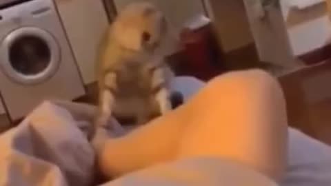 Try Not To Laugh | Animals never fail Super funny animal compilation.