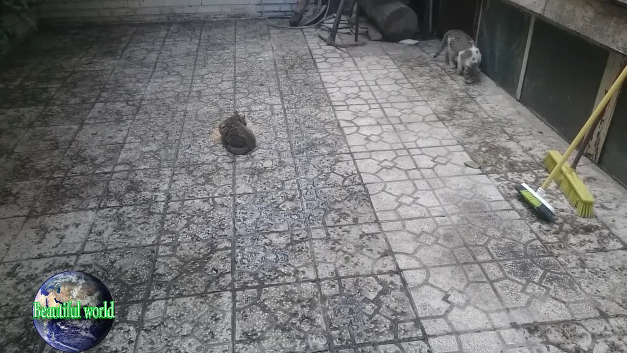 Kitten is eating wheat seed | Kitten is playing with his mother | Kitten | baby cat
