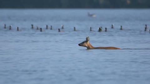 Swimming With The Ducks