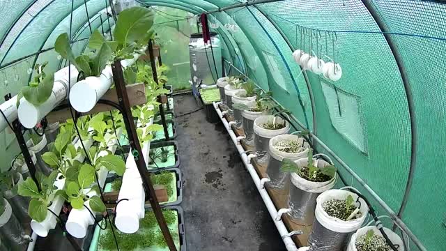 Greenhouse 1 Timelapse