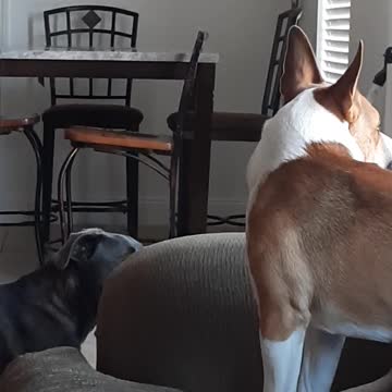 Since You Say It Like That says Tucker Carlson