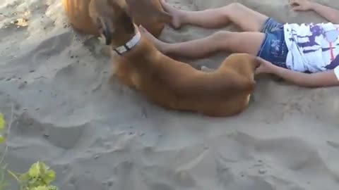 Little girl disturbing the relaxing dog but what happened next shock her