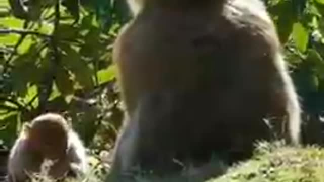 Monkey butefull