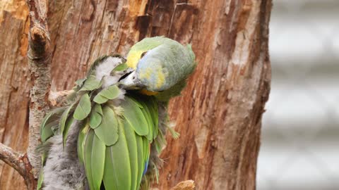 Amusing Parrots Videos Compilation adorable snapshot of the creatures ?????? Cutest Parrots