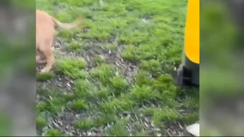 Funny animal videos.🤣🤣 I was crying