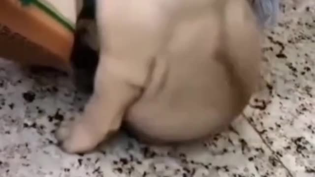 Dog is having sleep tremors - Funny moment