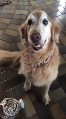 Le comunican a una Golden los resultados tras la operación de su cáncer y ella reacciona