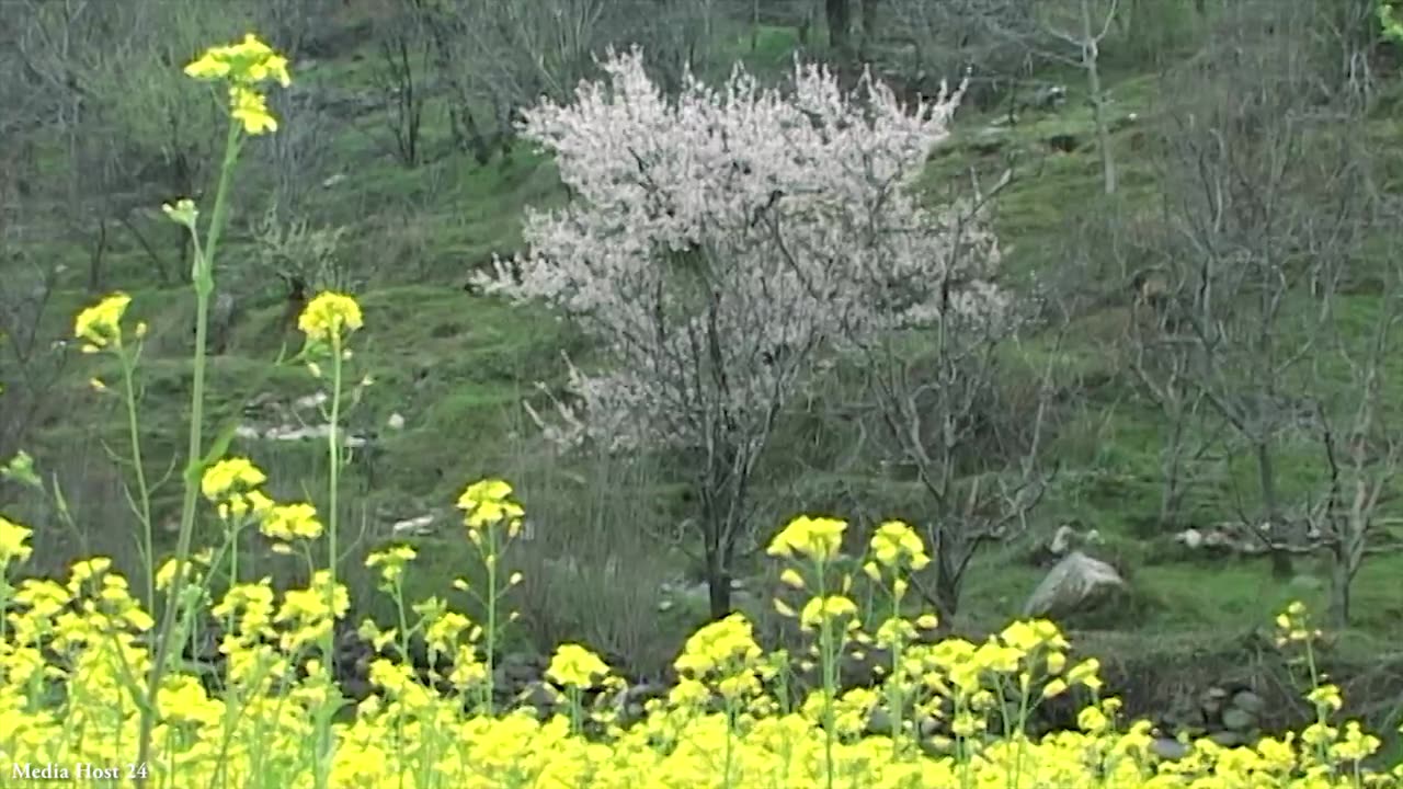 MUSTARD FLOWER in nature yellow 2023