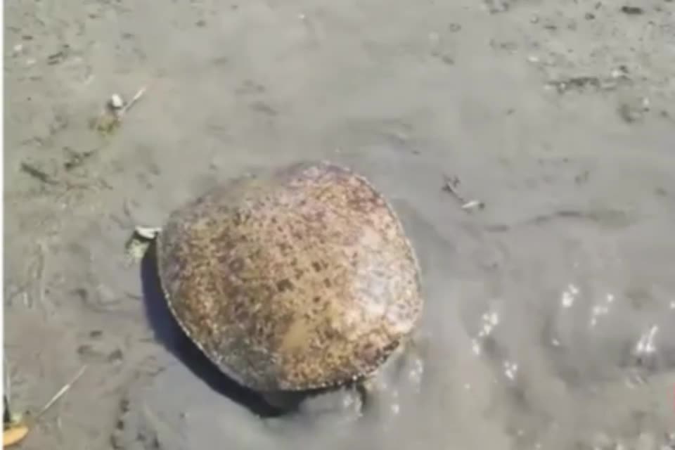 Fastest turtle ever