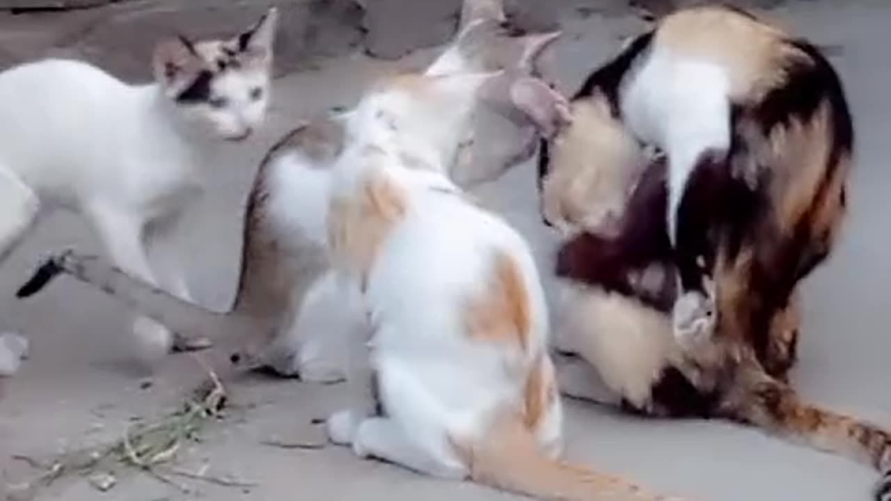 Cat playing/Cat forever/cat and kittens