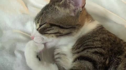 I Wash My Paw