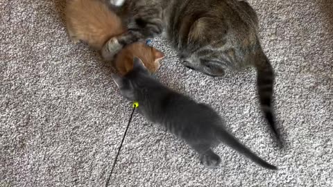 Birdie has the patience of a saint! playtime.