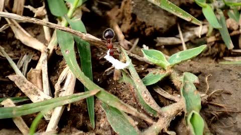 Ants do hard work