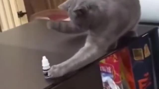 Cat exciting funny #vedio