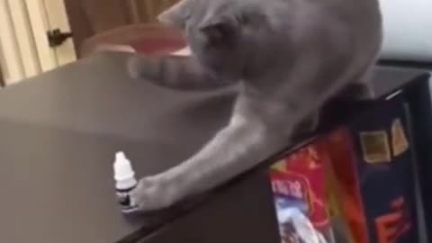 Cat exciting funny #vedio
