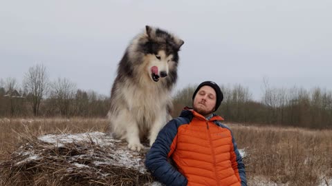 Man posing with Alaskan malamute dog outdoors