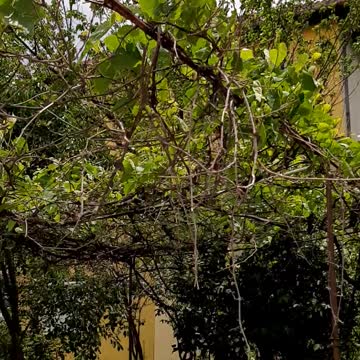 Str. Stefan Cel Mare, teren CFR, radiatie radiofrecventa