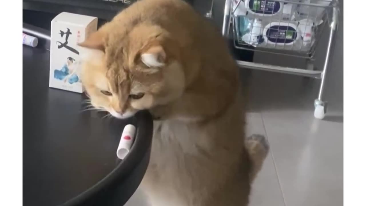 Funny cat