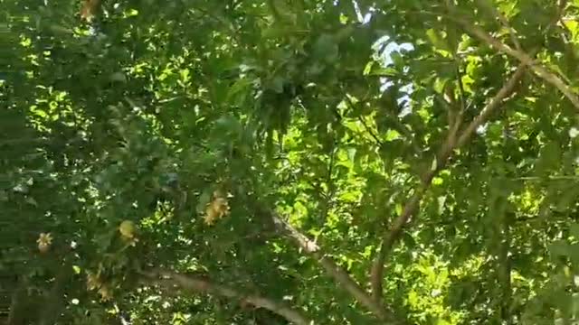 pomegranate tree by the road