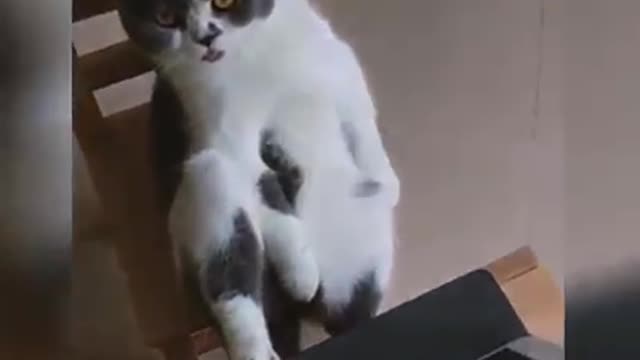 CAT funny Videos 🐱😂