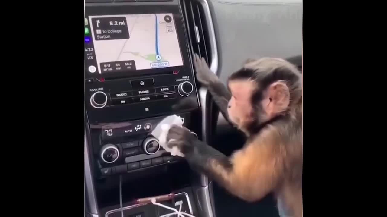 Monkey cleaning the car by himself!