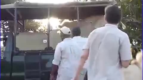 Oh my god! How much Violence of the animal