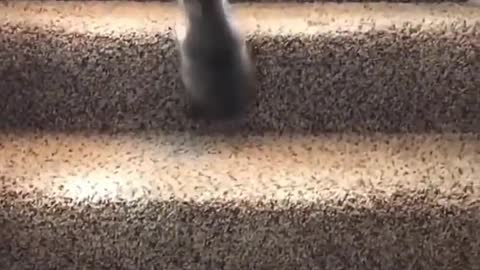 Funny Video | Funny Cute Cat.