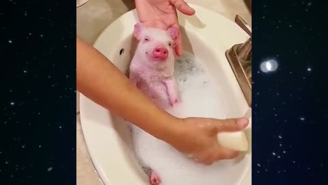 Relaxing Piglet