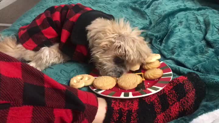 How to eat a cute dog