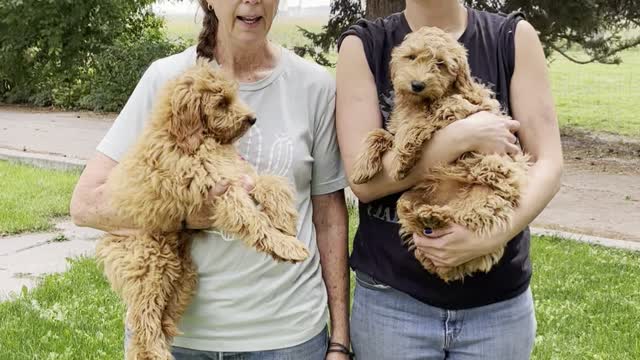 Meet the F1b Mini-Goldendoodles!