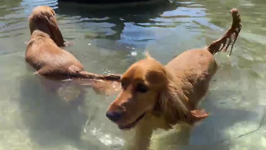 swimming dog