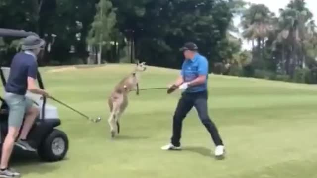 I didn't know kangaroos growl