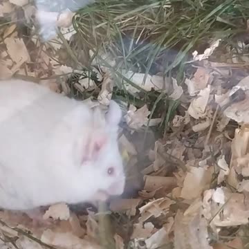 My niece's mouse likes dandelions ;-)